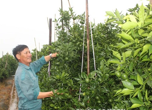 Độc chiêu trị sâu bệnh cho cam: Dùng chanh đào ngâm mật ong 6 tháng