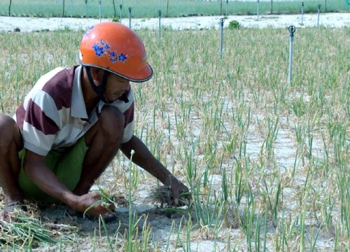 Hành Lý Sơn thối rữa vì mưa kéo dài, nông dân thiệt hại 50 tỷ đồng