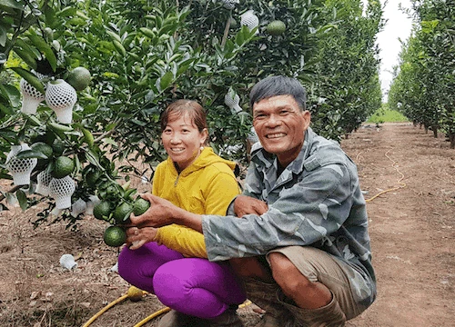 Làm ăn liều: Hồ tiêu chết chuyển sang "yêu" cam, anh Tân "vớ bẫm"