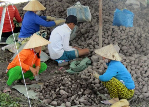 Làm giàu ở nông thôn: Chỉ trồng 60 công khoai mà lãi 1,2 tỷ đồng