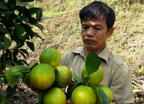 Làm giàu ở nông thôn: Trồng cam trên đất dốc, vất vả nhưng có tiền tỷ