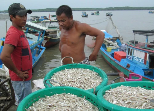 Người dân xã đảo bội thu trong chuyến vươn biển đầu tiên sau bão