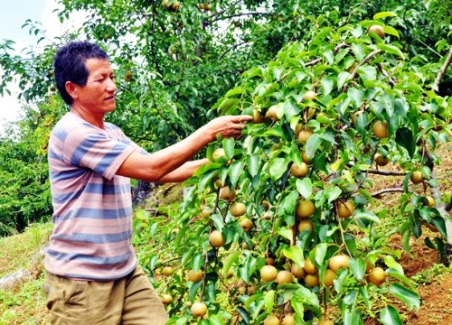 Người Mông ở "cổng trời" giàu lên từ vườn lê, mận sai trĩu trịt