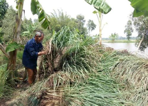 Nông dân mất trắng hàng trăm triệu đồng vì doanh nghiệp "thất hứa"