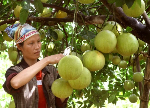 Ở nơi này, cả làng "treo quả vàng", sai lúc lỉu, dân vô xem phát hờn