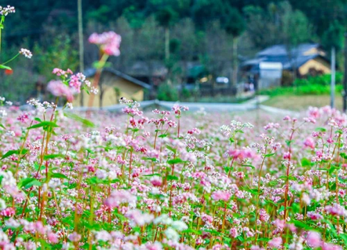 Vi vu Hà Giang ngắm mùa hoa tam giác mạch nở đẹp ngất ngây