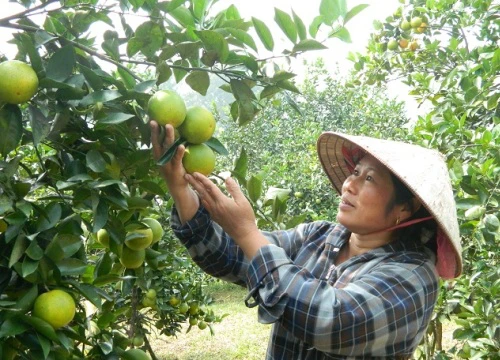 1 năm chứng nhận nhãn hiệu, cam Thượng Lộc "có tiếng chưa có miếng"