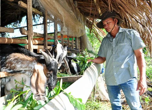 Lạ mà hay: Trồng 200 cây so đũa chỉ lấy lá nuôi đàn dê béo