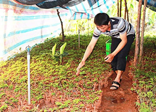 Làm giàu ở nông thôn: Trồng đinh lăng xen canh, thu 1,2 tỷ/năm