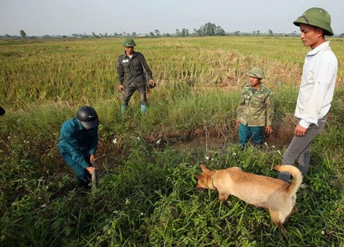 Lội đồng săn con gặm nhấm, trai Thủ đô kiếm tiền triệu mỗi ngày