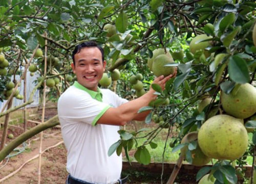 Thơm ngào ngạt, quả sai lúc lỉu: Dân Thủ đô thu "vàng" từ trái vàng