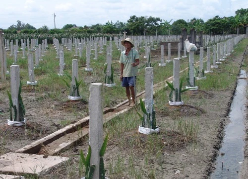 Bị nấm tắc kè tấn công, đề án trồng 2.000ha thanh long sạch gặp khó