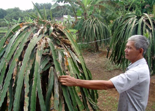 "Cắt sạch, đốt sạch" nhiều vườn thanh long vì nấm tắc kè bùng phát