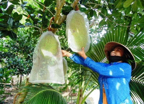 Giá mít Thái siêu sớm tăng kỷ lục, trồng 4.000m2 mà lãi 300 triệu