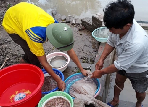 Không gì bằng nuôi rươi, lãi nửa tỷ đồng mỗi năm