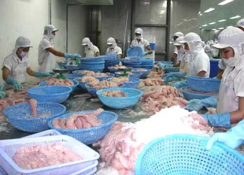 Kỷ lục: Giá cá tra lên tới 30.000 đồng/kg, nông dân lãi khá