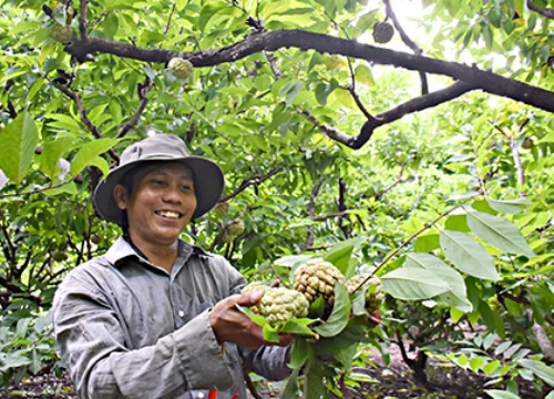 "Lái" mãng cầu ra trái vụ, nhà vườn nơi này lãi 100 triệu/ha