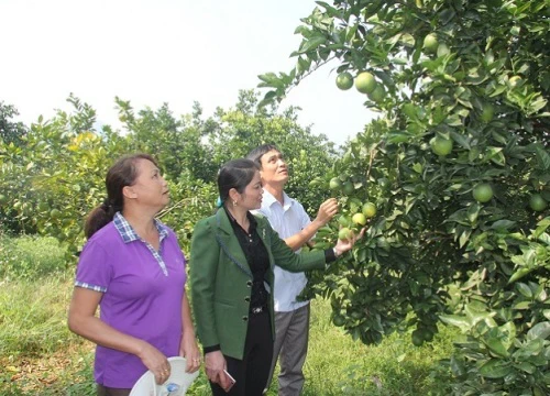 Làm giàu ở nông thôn: Ngỡ ngàng vườn cam "vừa chửa, vừa đẻ, vừa nuôi con"