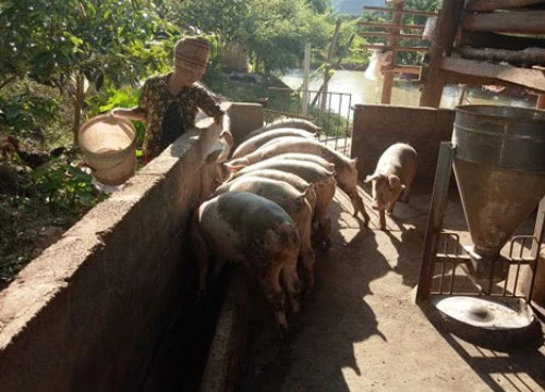 Làm giàu từ nông nghiệp: Gái đảm dân tộc Thái, hái vài chục tấn táo/năm