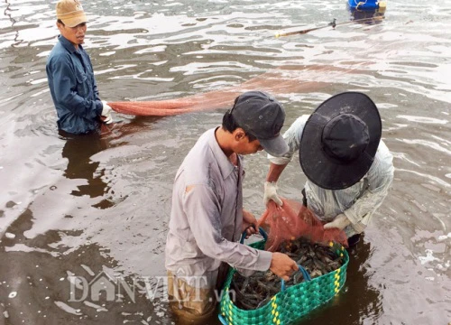 Nuôi tôm "chuẩn" siêu thâm canh ở xứ Đất Mũi cầm chắc lãi 60%