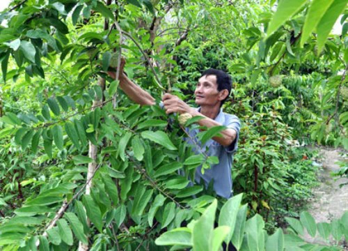 Phân bón Văn Điển giúp cây na Quảng Ninh ra nhiều quả, vị ngọt lịm