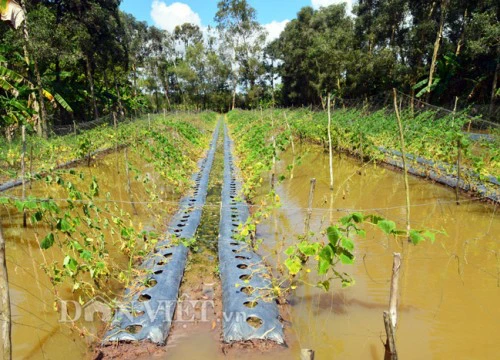 Cà Mau: Dân vùng ngọt hóa Trần Văn Thời điêu đứng vì ngập 1 tháng