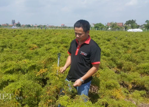 Cầm bằng đại học về quê trồng đinh lăng, trai trẻ thu gần 1 tỷ/năm