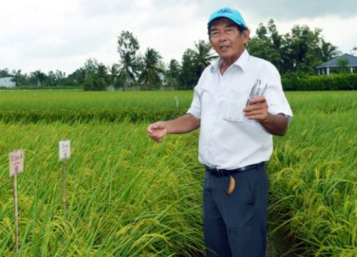 Tiến sĩ Cua: 25 năm nghiên cứu cho một thương hiệu gạo "ST"