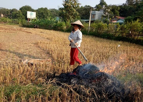 Ủ rơm với phân chuồng - bí quyết người Thái làm cho rau xanh mướt