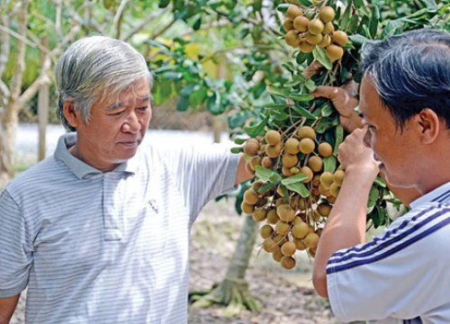 Xoài tượng, nhãn, chanh leo Sơn La chuẩn bị "bay" sang Úc, Thuỵ Sĩ