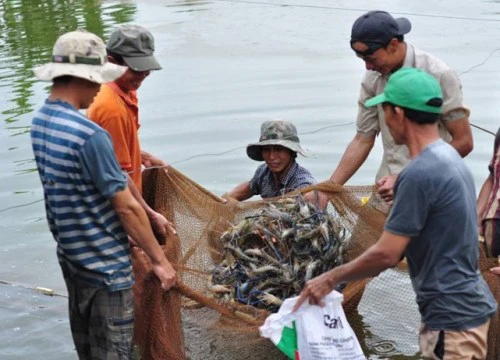 Biến hồ núi đá đẹp như mơ thành nơi nuôi tôm thu hàng trăm triệu