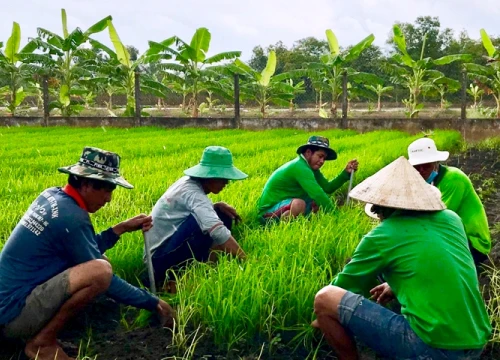 "Gạo xuất khẩu VN như cô gái chăm chỉ, chưa phải là cô gái đẹp"