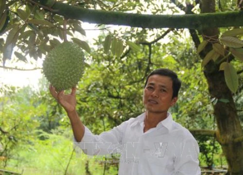 Tiền Giang: Thu tiền tỷ nhờ chuyển đổi cây trồng, sống chung với lũ