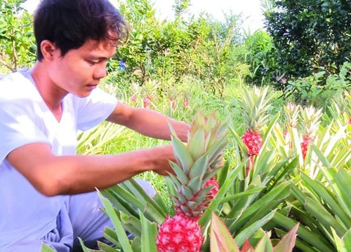 Chưa đến Tết mà khóm son Thái đã được "đặt gạch, xí phần"