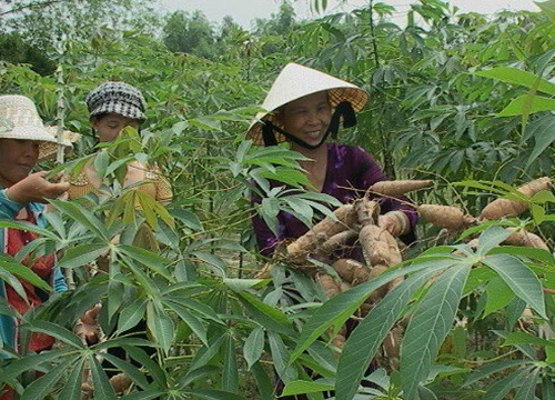 Giá sắn nguyên liệu tăng "không tưởng", cầm chắc lãi gần 39 triệu/ha