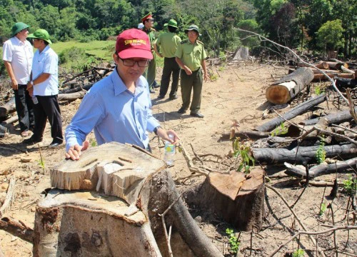 Có hay không có việc lâm tặc "móc ngoặc" với kiểm lâm phá rừng?