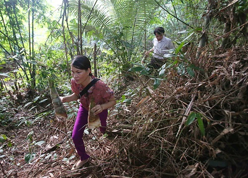 Thầy cô hái măng, bắt cá cải thiện bữa ăn