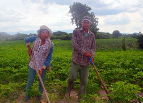 "Tín dụng đen" bóc lột nông dân nghèo (Kỳ 2): Làm thuê trên đất của mình