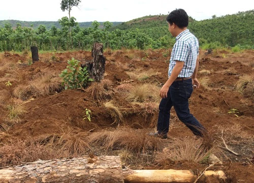 Bắt giam Chủ tịch xã cho phép khai thác rừng sai quy định