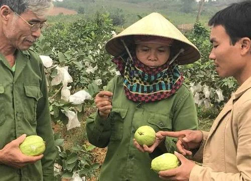 Dán tem cho ổi lê, dùng điện thoại "quẹt" biết ngay người trồng