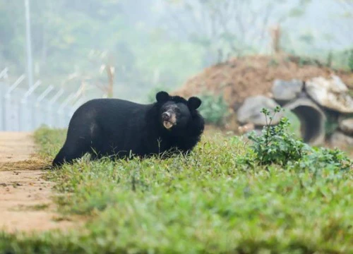 "Giải phóng" 3 cá thể gấu ngựa gần 20 năm bị nuôi nhốt