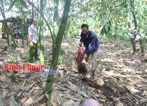 LẠ MÀ HAY: Trồng tre tàu "3 trong 1", bán từ lá, măng, tới gốc già