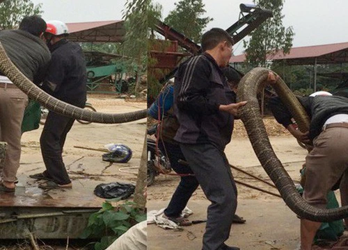 Người dân vây bắt rắn "khủng", nghi là hổ mang chúa quý hiếm