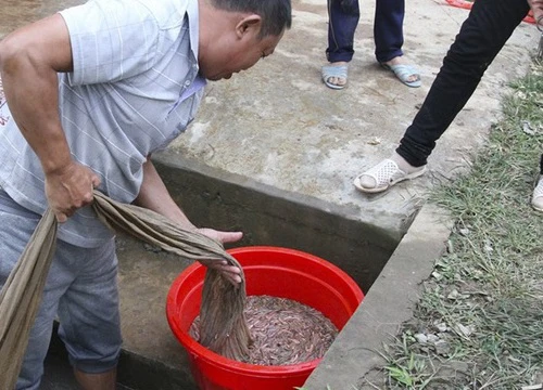 Nuôi con "ngọ nguậy" bán giá 600.000 đ/kg, dân Tứ Kỳ kiếm bộn tiền