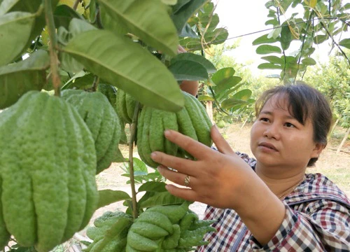 Trồng cây gì bán Tết: Chăm cây dại, dân Thủ đô bất ngờ kiếm cả tỷ