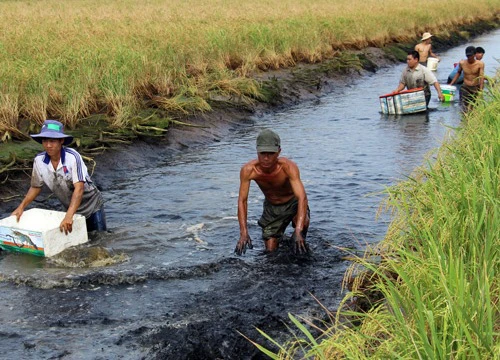 Lãi cao, người dân đổ xô nuôi tôm càng xanh làm diện tích tăng vọt