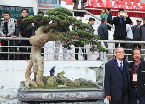 Duối cổ "Thế võ Bình Định" quý hơn vàng, đại gia bỏ tiền tỷ không mua được