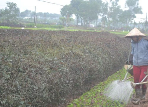 Cánh đồng rau tỏa hương thơm, nông dân thu nhập cao ở Tân Minh