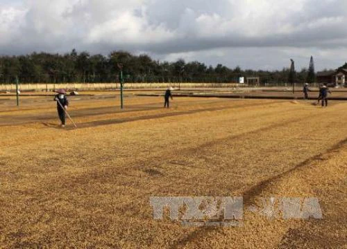 Tây Nguyên: Xuất khẩu nông sản đạt con số cao chưa từng có