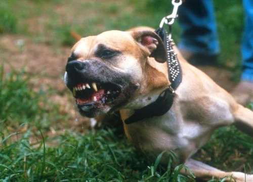 Mỹ: Cặp chó pit bull cắn chết người phụ nữ hàng xóm đêm Giáng sinh